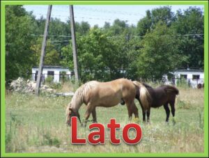 Zdjęcie z dwoma koniami na łące oraz napis Lato
