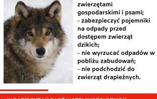 informacje na temat wilków